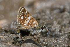 Dardarina umuarama