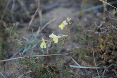 Linaria buriatica