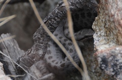 Crotalus pricei