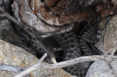 Crotalus pricei