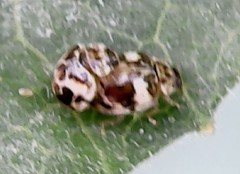 Psyllobora bicongregata