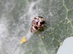 Psyllobora bicongregata