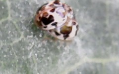 Psyllobora bicongregata