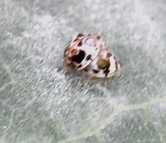 Psyllobora bicongregata