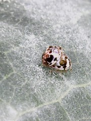 Psyllobora bicongregata