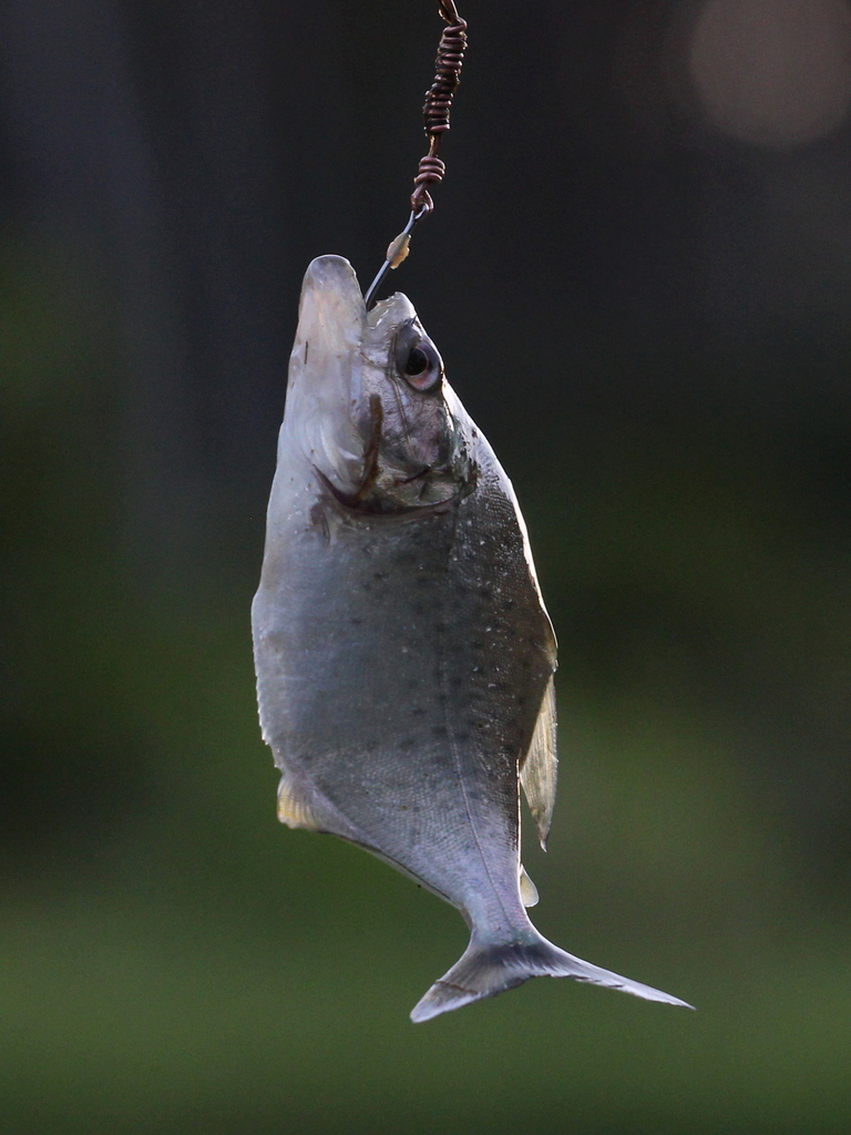 Castelnau's Piranha