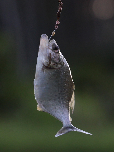 Castelnau´s piranha