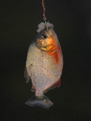 Pygocentrus nattereri