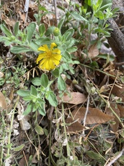 Heterotheca fulcrata