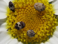 Anthrenus isabellinus