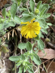 Heterotheca fulcrata