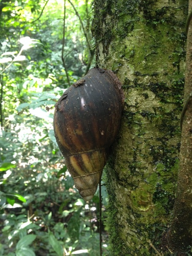 Giant West African Snail