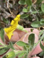 Heterotheca fulcrata