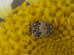 Anthrenus isabellinus