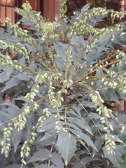 Berberis
