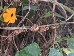 Piezosternum subulatum