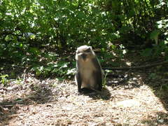 Cercopithecus mitis erythrarchus