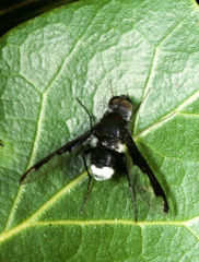 Anthrax argyropygus