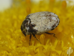 Anthrenus isabellinus