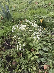 Anthriscus sylvestris