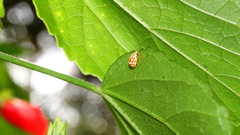 Psyllobora rufosignata