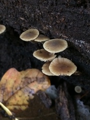 Simocybe centunculus var. centunculus image