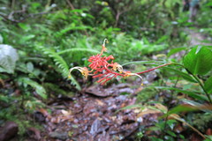 Globba atrosanguinea
