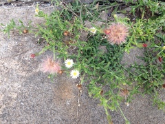 Noticastrum diffusum
