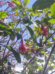 Fuchsia
