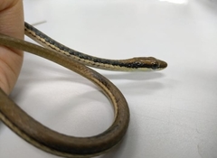 Dendrelaphis pictus