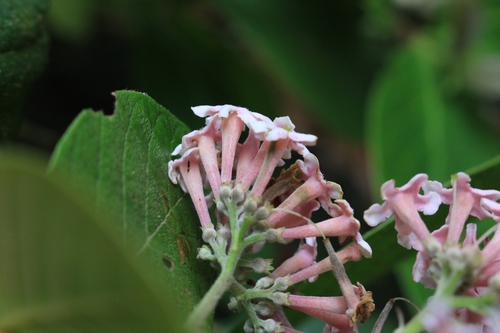 Image of Rogiera amoena by no rights reserved