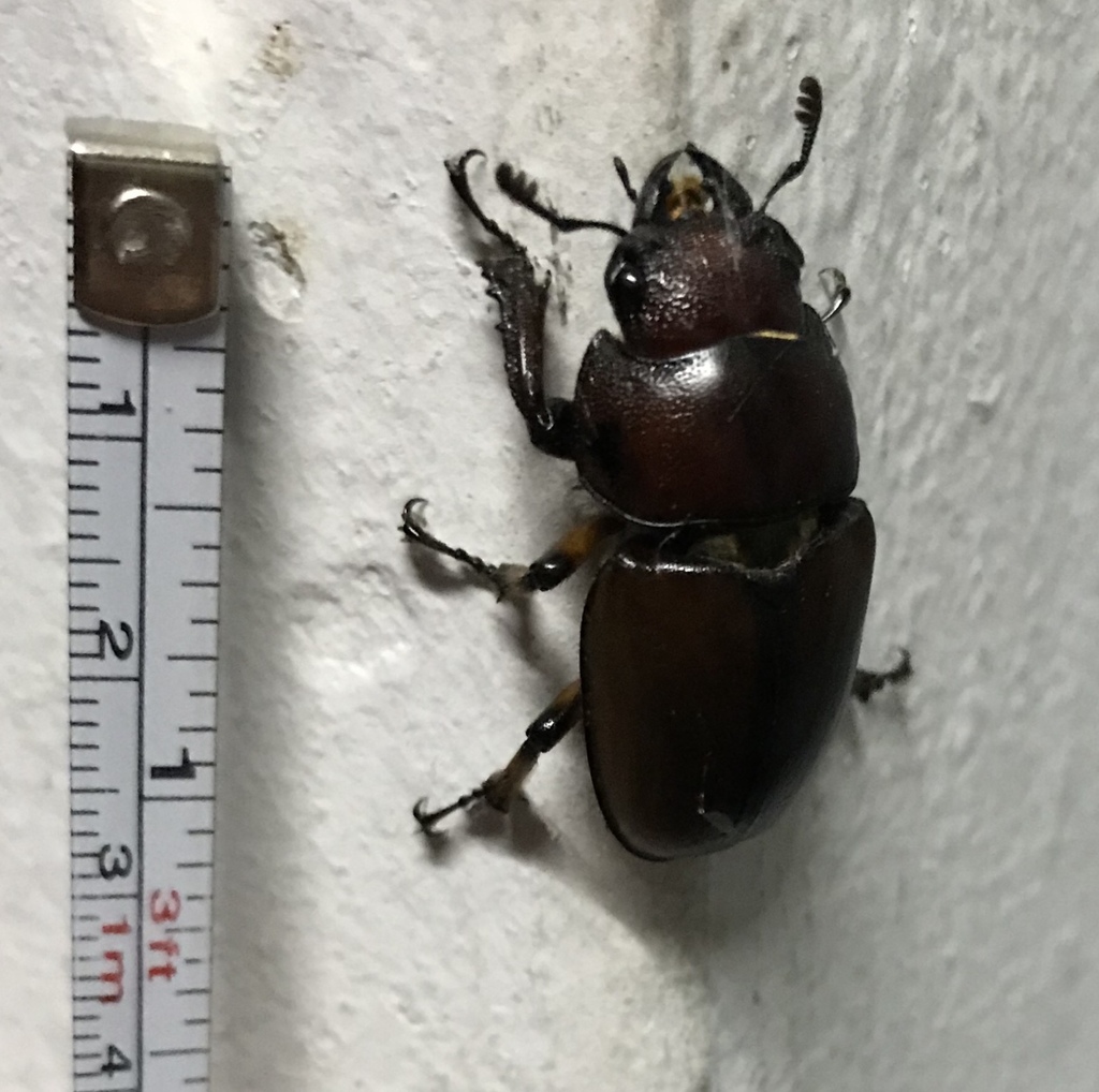 Prosopocoilus cinnamomeus