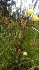 Calceolaria