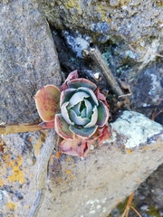 Gibbiflorae