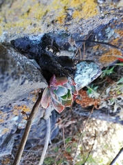Gibbiflorae