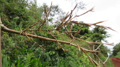 Guadua trinii