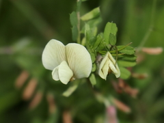 Vicia hybrida