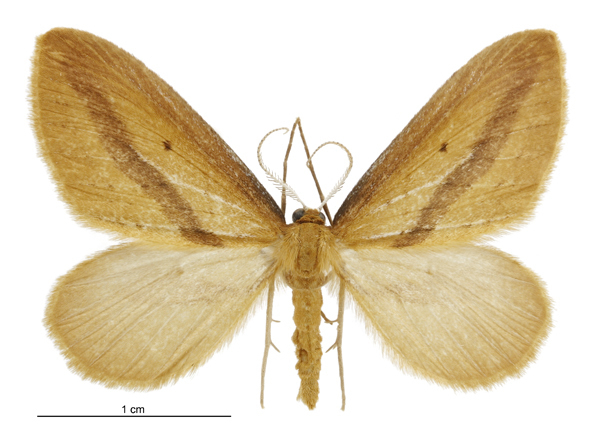 Epiphryne charidema