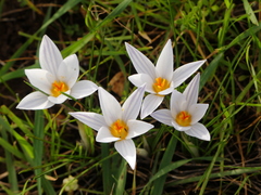 Crocus biflorus
