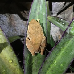 Rhacophorus margaritifer