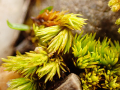 Tortella inclinata