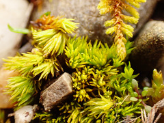 Tortella inclinata