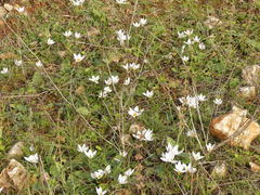 Crocus biflorus