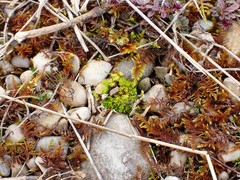 Tortella inclinata
