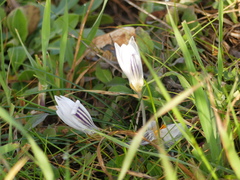 Crocus biflorus