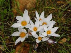 Crocus biflorus