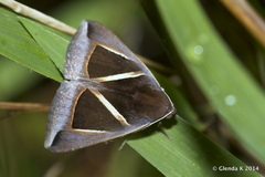 Chalciope mygdon