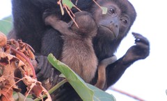 Mantled Howler photo 3