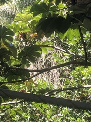Thraupis palmarum