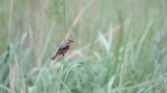 Sporophila hypoxantha